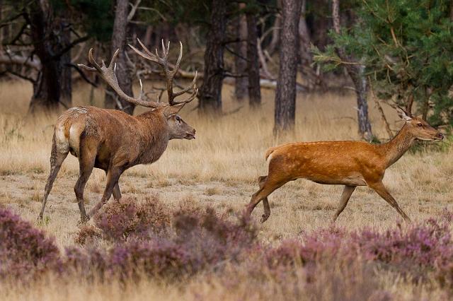 02 Hoge Veluwe, edelherten.jpg